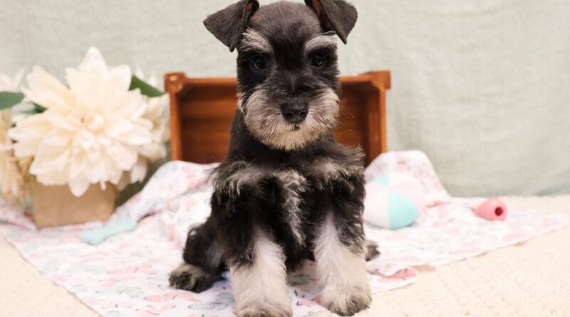 Why Miniature Schnauzer Puppies are the Perfect Addition to Your Family