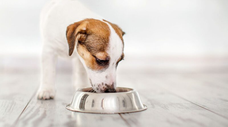 The Best Dog Food: A Comprehensive Guide