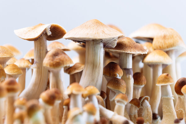 How to Purchase Organic Psychedelic Mushrooms: Tips for First-Time Buyers